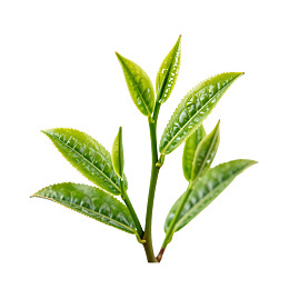 新鲜茶叶嫩芽特写图片