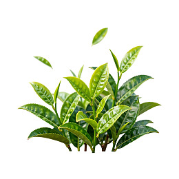 新鲜茶叶绿叶特写图片