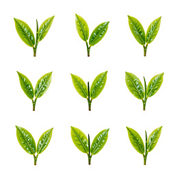 九组绿色茶叶芽特写图片