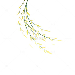 简约柳枝春天手绘插画