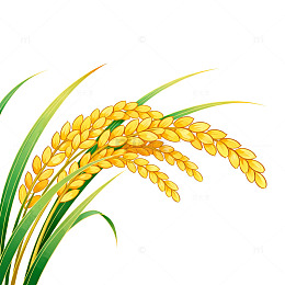 稻田稻穗插画设计素材