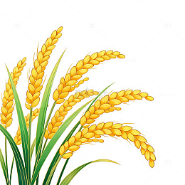 透明背景水稻插画素材