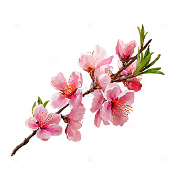 桃花灼灼春意盎然