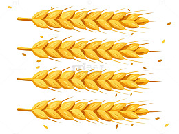 金黄色麦穗插画素材