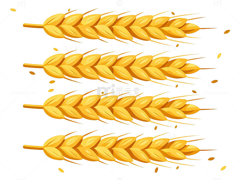 金黄色麦穗插画素材