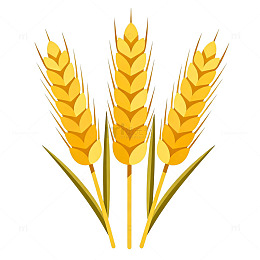 卡通小麦插画设计素材