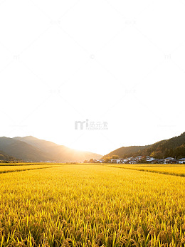 稻田金黄丰收景山村背景图