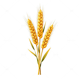 金黄麦穗插画素材