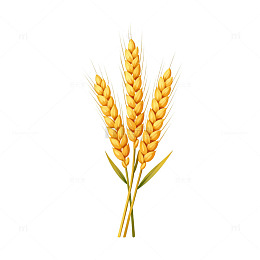 金黄色麦穗插画设计元素
