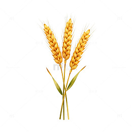 金黄色麦穗特写