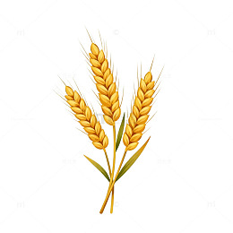 卡通麦穗插画素材