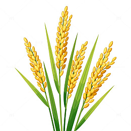 稻穗插画风格植物图案设计素材