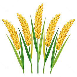 卡通风麦穗插画素材