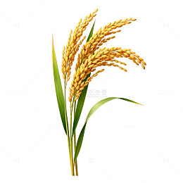 金黄色水稻插画素材