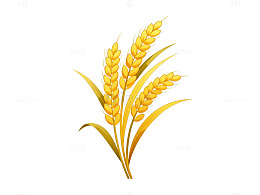 麦穗插画素材