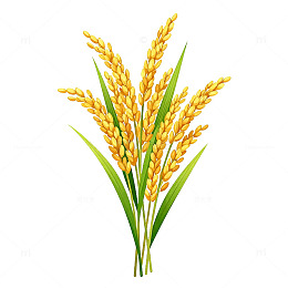 金黄水稻矢量插画素材