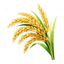 写实风金黄色水稻插画