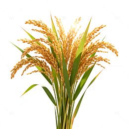 金黄稻谷丰收景象