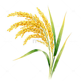 水彩风格水稻插图