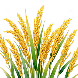稻穗金黄色插画