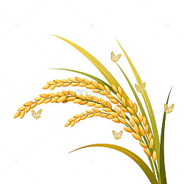 田园风稻谷蝴蝶插图设计素材