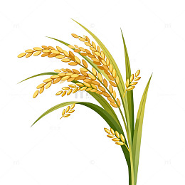 卡通水稻插图元素