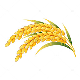 稻田风光插画稻谷元素