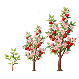 水彩果树生长过程插画