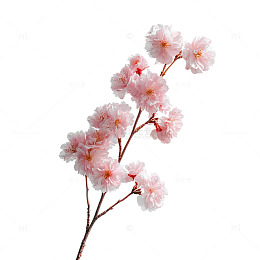 粉色樱花绽放的梦幻幻想