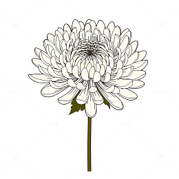 落笔绘梦菊花盛开