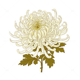 绽放的秋日菊花梦境