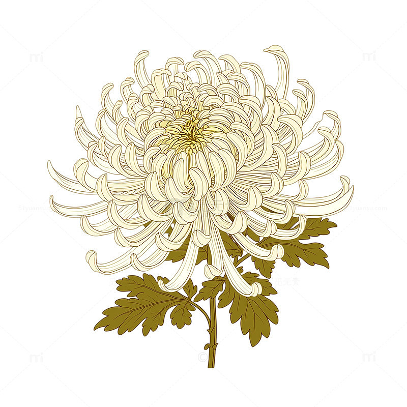 绽放的秋日菊花梦境