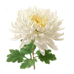 白色花海中的梦幻奇迹