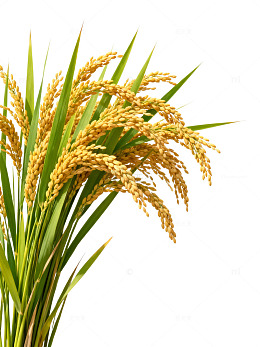 田园风稻谷与栅栏