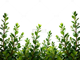 生长植物照明效果