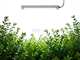 LED植物生长灯效果展示