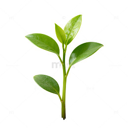 嫩绿幼苗土壤生长