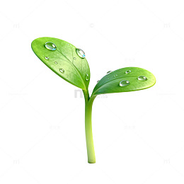 清新绿植露珠