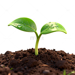 清新植物生长露珠图片