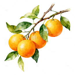 水彩橘子装饰画设计素材