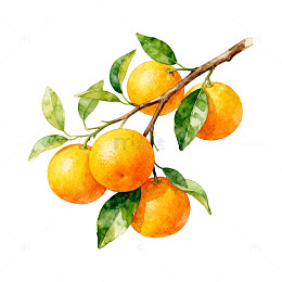 水彩橘子水果插画设计素材