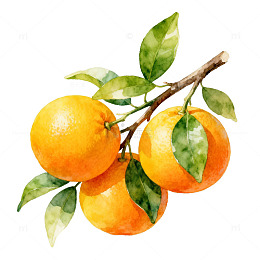 水彩橙子枝插画素材