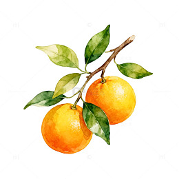 水彩橙子枝水果插画