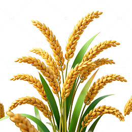 稻田风光自然农作物片