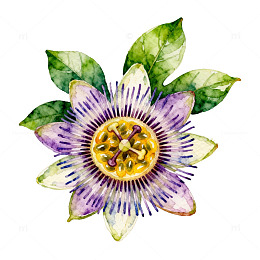 水彩西番莲花卉插图