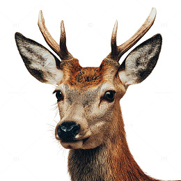 丽影藏匿于森林之心