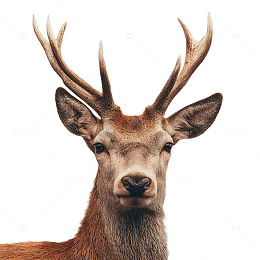 森林之王的凝视瞬间