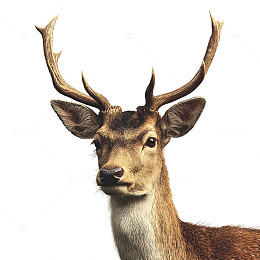 森林王者静谧凝视