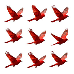 九只红色飞鸟排列图图片