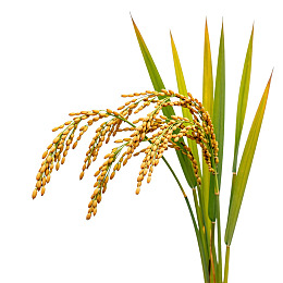 金黄稻穗与绿叶特写图片